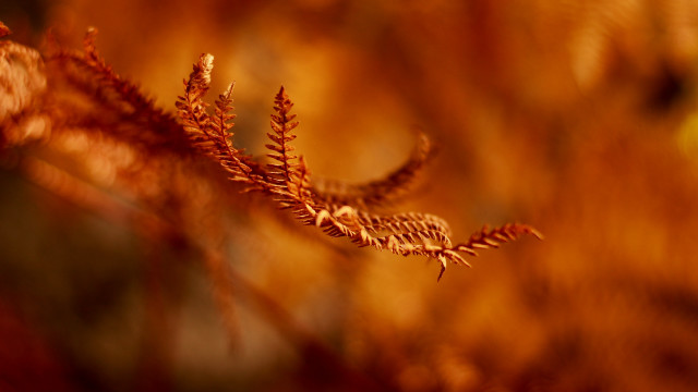 Autumn leaves macro fire embers free wallpaper - medium preview image