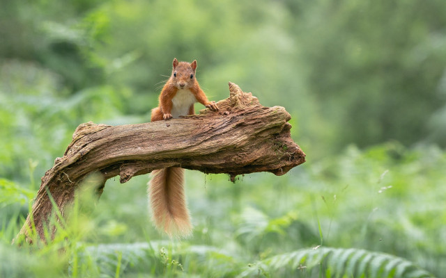 Squirrel tree branch woods naturalism free wallpaper - medium preview image