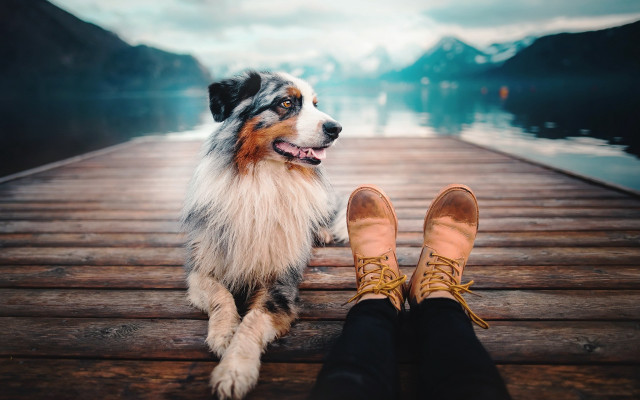 Dog dock feet mountain lake free wallpaper - medium preview image
