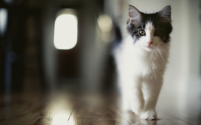 Black white cat wooden floor free wallpaper - medium preview image