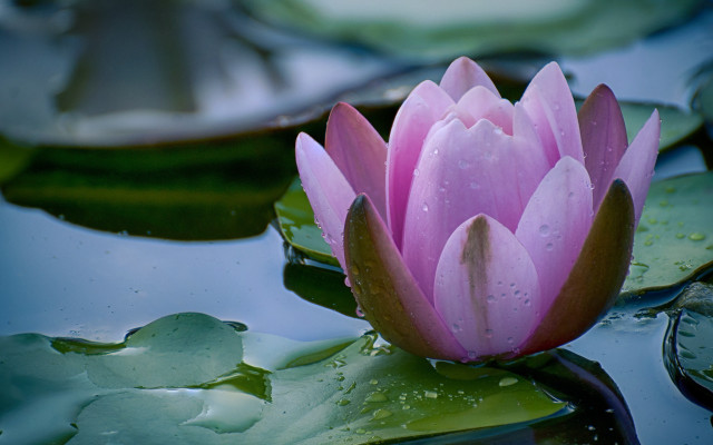 Pink flower floating pond lily #3 free wallpaper - medium preview image