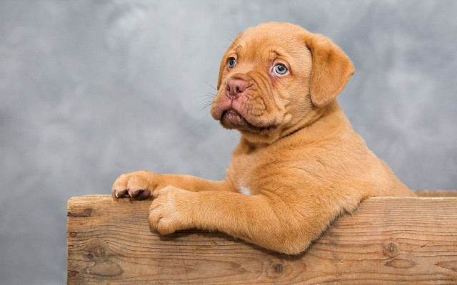 Puppy sitting wooden box sad free wallpaper - medium preview image