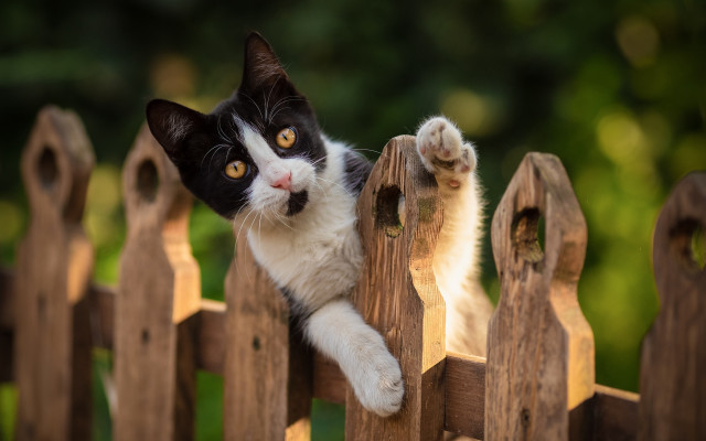 Black and white cat climbing free wallpaper - medium preview image
