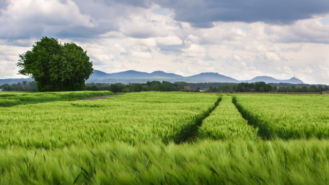 Green grass tree mountains sky free wallpaper - medium preview image