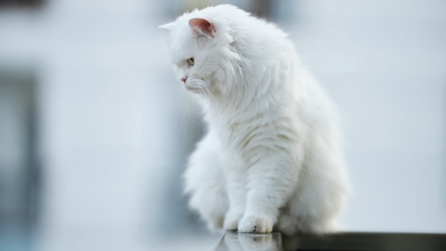 White cat table building camera free wallpaper - medium preview image