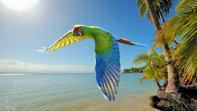 Parrot flying beach palm ocean free wallpaper - medium preview image