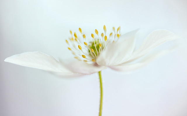 White flower yellow stamens macro #4 free wallpaper - medium preview image