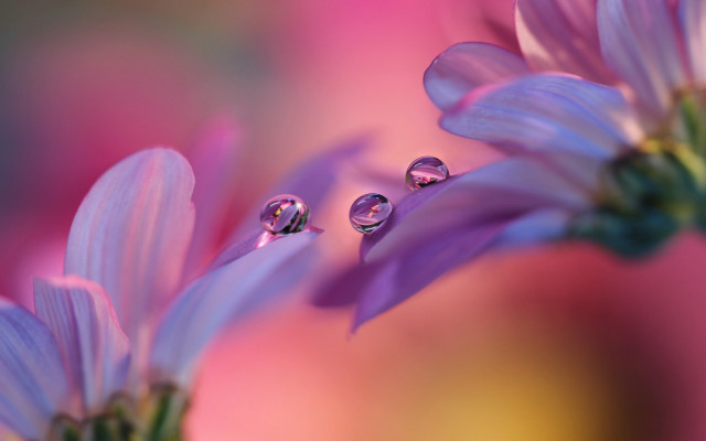 Flower water drops bokeh blurry free wallpaper - medium preview image