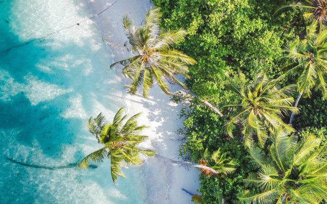 Beach palm trees ocean boat free wallpaper - medium preview image