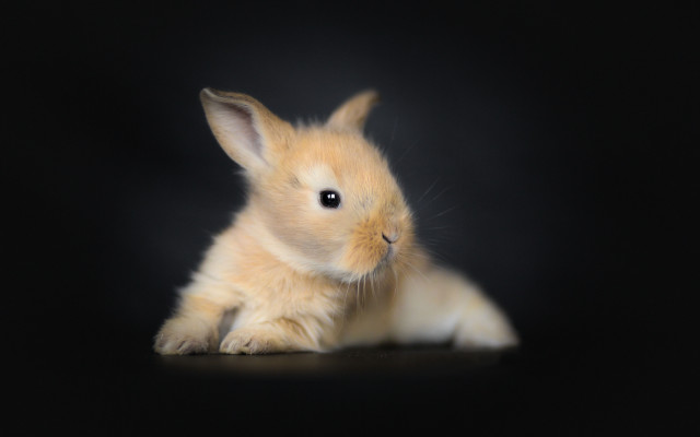 Small rabbit black background photorealistic free wallpaper - medium preview image