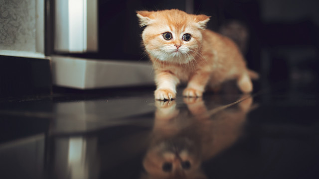 Small orange kitten microwave reflection free wallpaper - medium preview image