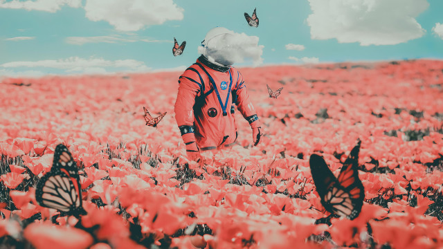 Person field flowers butterflies sky free wallpaper - medium preview image