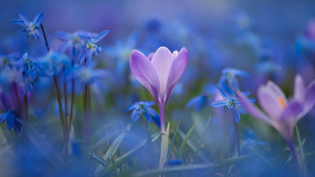 Purple butterfly bokeh field blue free wallpaper - medium preview image