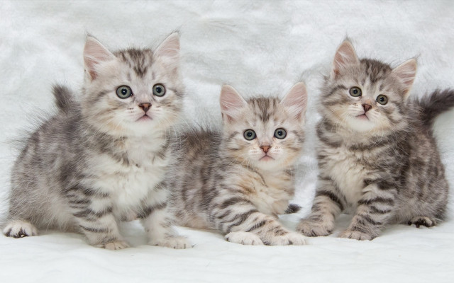 Three kittens white blanket sad free wallpaper - medium preview image
