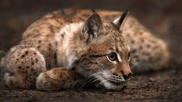Small cat laying on ground free wallpaper - medium preview image