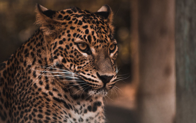 Leopard distant gaze blurry background free wallpaper - medium preview image
