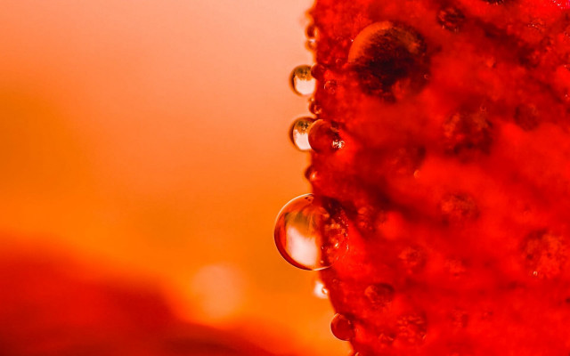Red water droplets yellow background free wallpaper - medium preview image