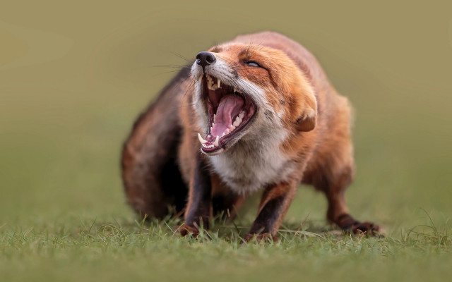 Fox open mouth furry macro free wallpaper - medium preview image
