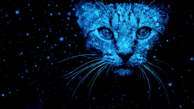 Blue eyes cat snow falling free wallpaper - medium preview image