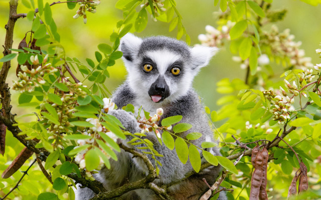 Surprised animal tree yellow eyes free wallpaper - medium preview image