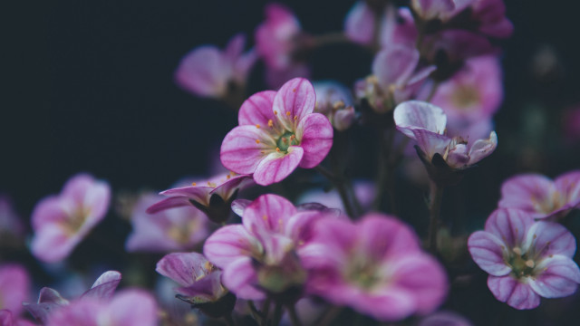 Pink flowers blurry bokeh flower free wallpaper - medium preview image