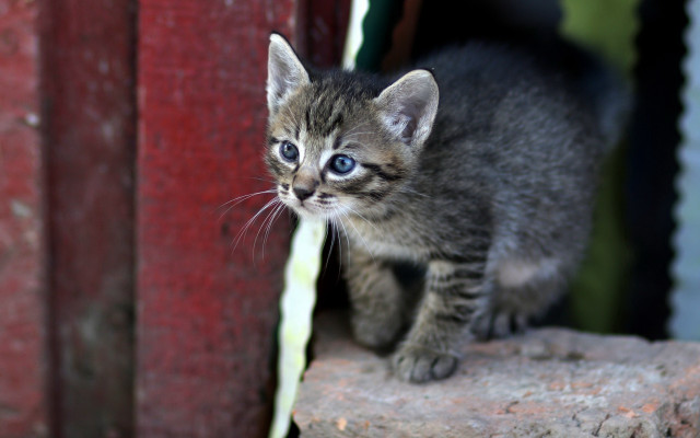 Curious kitten rock blue eyes free wallpaper - medium preview image