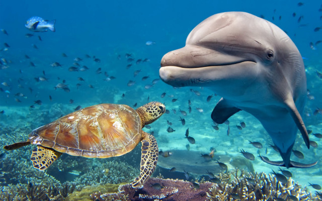 Dolphin turtle fish coral reef free wallpaper - medium preview image