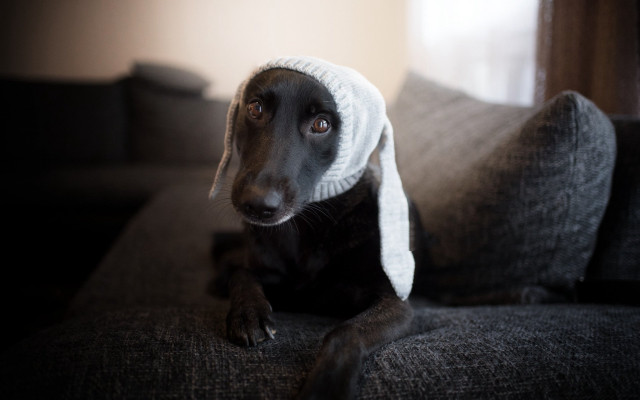 Dog hat couch room window free wallpaper - medium preview image
