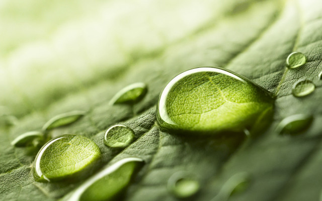 Water drops leaf macro green #2 free wallpaper - medium preview image