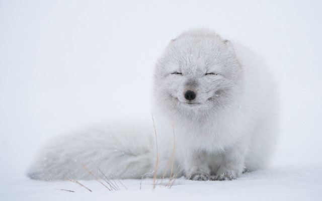White fox closed eyes snow free wallpaper - medium preview image