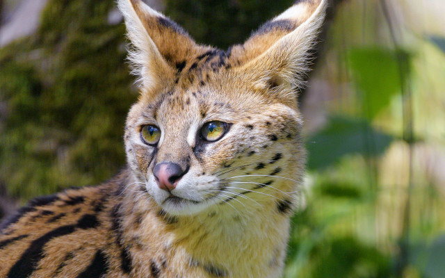 Cat blue eyes blurry background free wallpaper - medium preview image