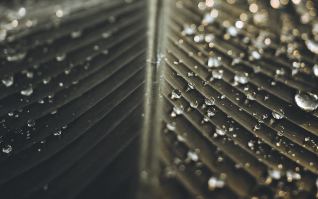 Leaf water droplets abstract bokeh free wallpaper - medium preview image