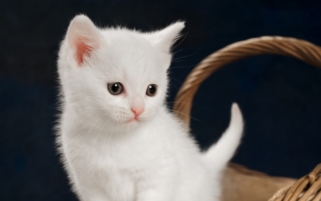 White kitten basket blue black free wallpaper - medium preview image