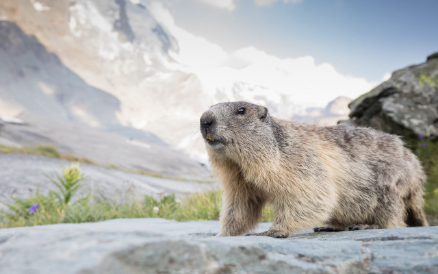 Marmot mountain rock blue sky free wallpaper - medium preview image