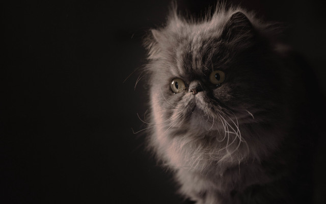 Fuzzy cat portrait chiaroscuro realistic free wallpaper - medium preview image