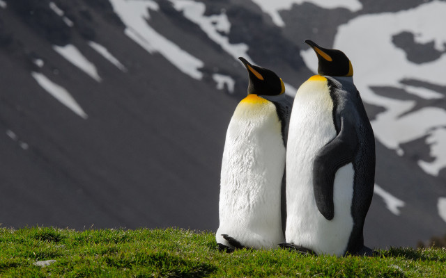 Penguins hill snow mountains grass free wallpaper - medium preview image