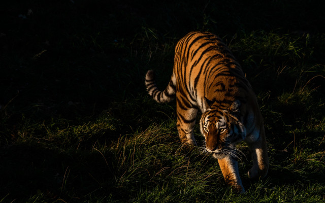 Tiger walking grassy field night free wallpaper - medium preview image