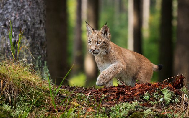 Lynx forest dandelion nature motion free wallpaper - medium preview image