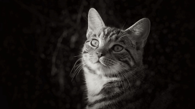 Cat looking up black background #2 free wallpaper for desktop - medium preview image