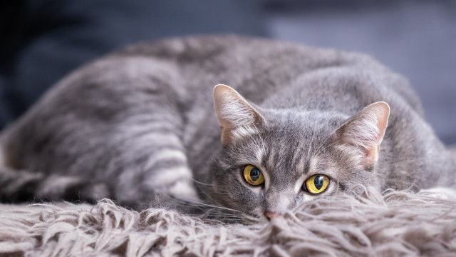 Curious cat fluffy blanket moon free wallpaper - medium preview image