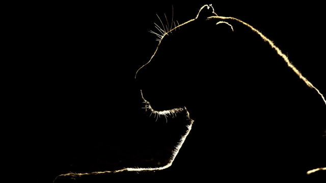 Lion backlit greyscale monochrome longhair free wallpaper - medium preview image