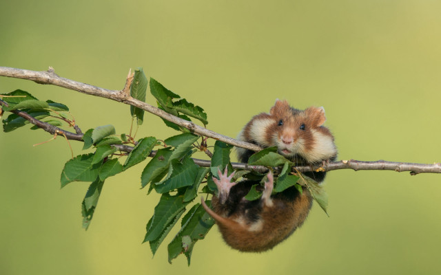 Hamster hanging branch leaves green free wallpaper - medium preview image