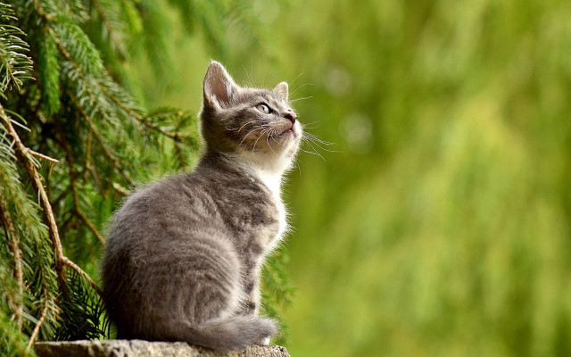 Cat rock looking up trees free wallpaper - medium preview image