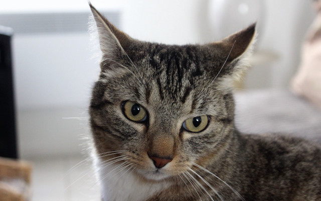 Cat bed camera blurry background free wallpaper - medium preview image