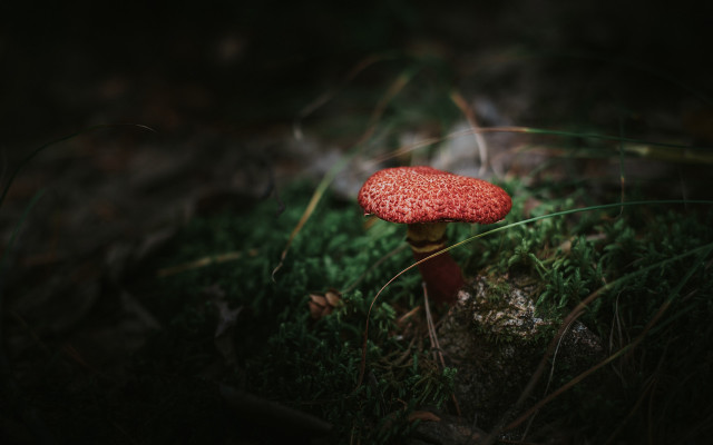 Red mushroom green field night free wallpaper - medium preview image