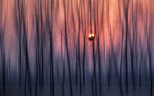 Street light forest sunset red free wallpaper - medium preview image