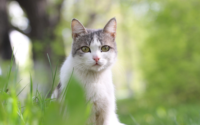 Cat green eyes standing grass #3 free wallpaper - medium preview image