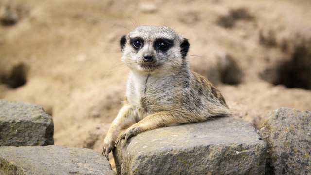Small animal rock pile beach free wallpaper - medium preview image