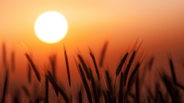 Sunset grass field moon hazy free wallpaper - medium preview image
