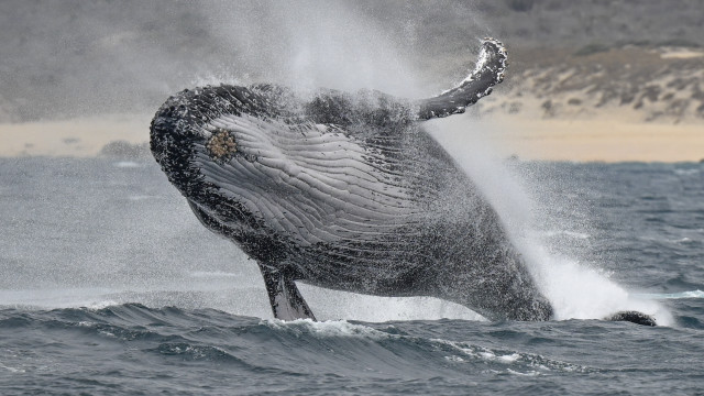 Whale jumping out water rayonism free wallpaper - medium preview image
